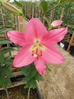 [4596 VZ W05 0250-01 Saloniki No02.JPG]